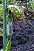 ARISAEMA CILIATUM