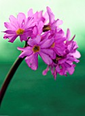 PRIMULA ROSEA GRANDIFLORA