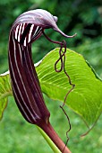 ARISAEMA COSTATUM