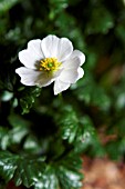 RANUNCULUS ALPESTRIS