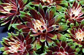 SEMPERVIVUM JUBILEE TRICOLOR