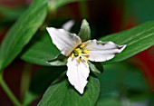 TRILLIUM HIBBERSONII