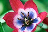 TULIPA LITTLE BEAUTY