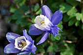 AQUILEGIA BERTOLONII