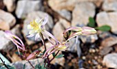 AQUILEGIA SCOPULORUM