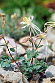 AQUILEGIA SCOPULORUM