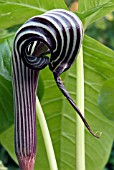 ARISAEMA FARGESII