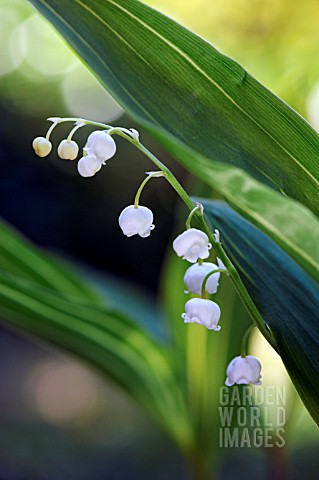 CONVALLARIA_MAJALIS_VIC_PAWLOWSKIS_GOLD