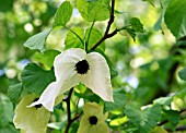 DAVIDIA INVOLUCRATA VILMORINIANA