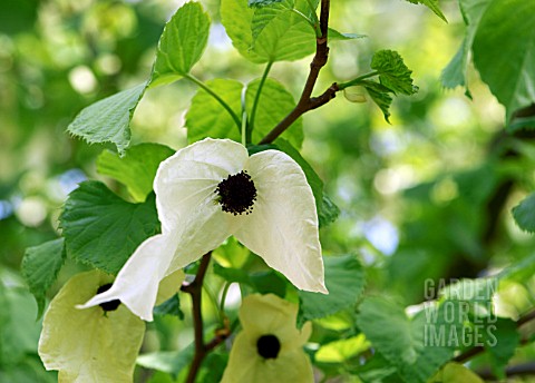 DAVIDIA_INVOLUCRATA_VILMORINIANA