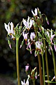 DODECATHEON MEADIA