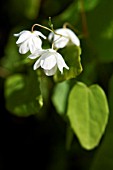 EPIMEDIUM DIPHYLLUM