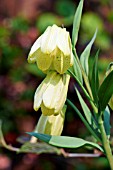 FRITILLARIA PALLIDIFLORA