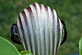 ARISAEMA FARGESII