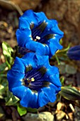 GENTIANA ACAULIS