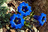 GENTIANA ACAULIS