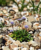 GLOBULARIA MERIDIONALIS HORTS VARIETY