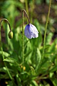 MECONOPSIS QUINTUPLINERVIA