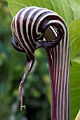 ARISAEMA FARGESII