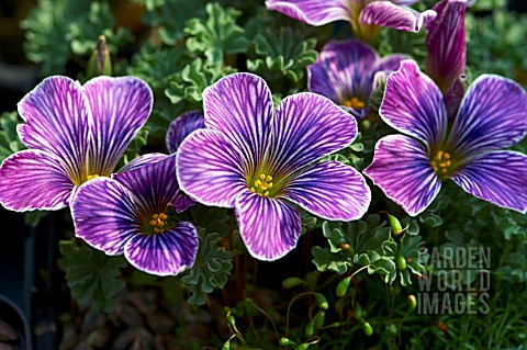 OXALIS_ENNEAPHYLLA_WAVERLY_HYBRID