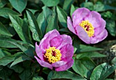 PAEONIA CAMBESSEDESII