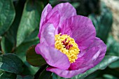 PAEONIA CAMBESSEDESII