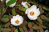 PAEONIA OBOVATA ALBA