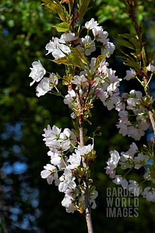 PRUNUS_AMANAGOWA