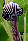 ARISAEMA FARGESII