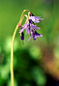 SOLDANELLA VILLOSA