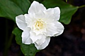 TRILLIUM GRANDIFLORUM FLORE PLENO