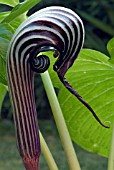 ARISAEMA FARGESII