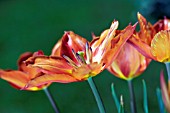 TULIPA BALLERINA