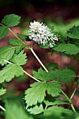 ACTAEA SPICATA