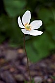 ANEMONE NARCISSIFLORA