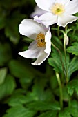 ANEMONE WILD SWAN