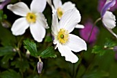 ANEMONE WILD SWAN