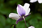 ANEMONE WILD SWAN