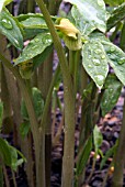 ARISAEMA FLAVUM