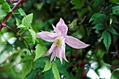 CLEMATIS MARKHAMS PINK