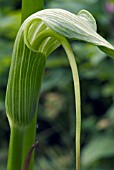 ARISAEMA INTERMEDIUM