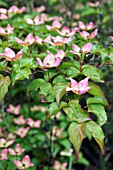 CORNUS KOUSA SATOMI