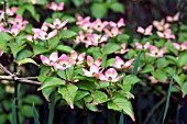 CORNUS KOUSA SATOMI