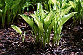 HOSTA FORTUNEI ALBOPICTA