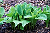 HOSTA MONTANA