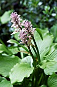 HOSTA MONTANA