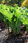 HOSTA SIEBOLDIANA ELEGANS