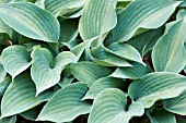 HOSTA TARDIANA GROUP