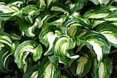 HOSTA UNDULATA