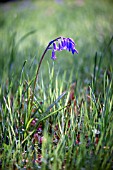 HYACINTHOIDES NON SCRIPTA